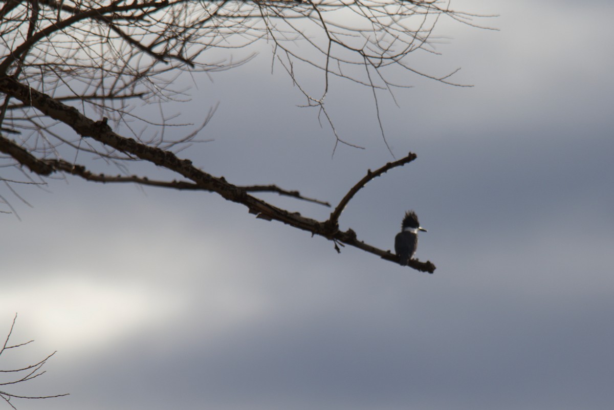 Belted Kingfisher - ML646756005