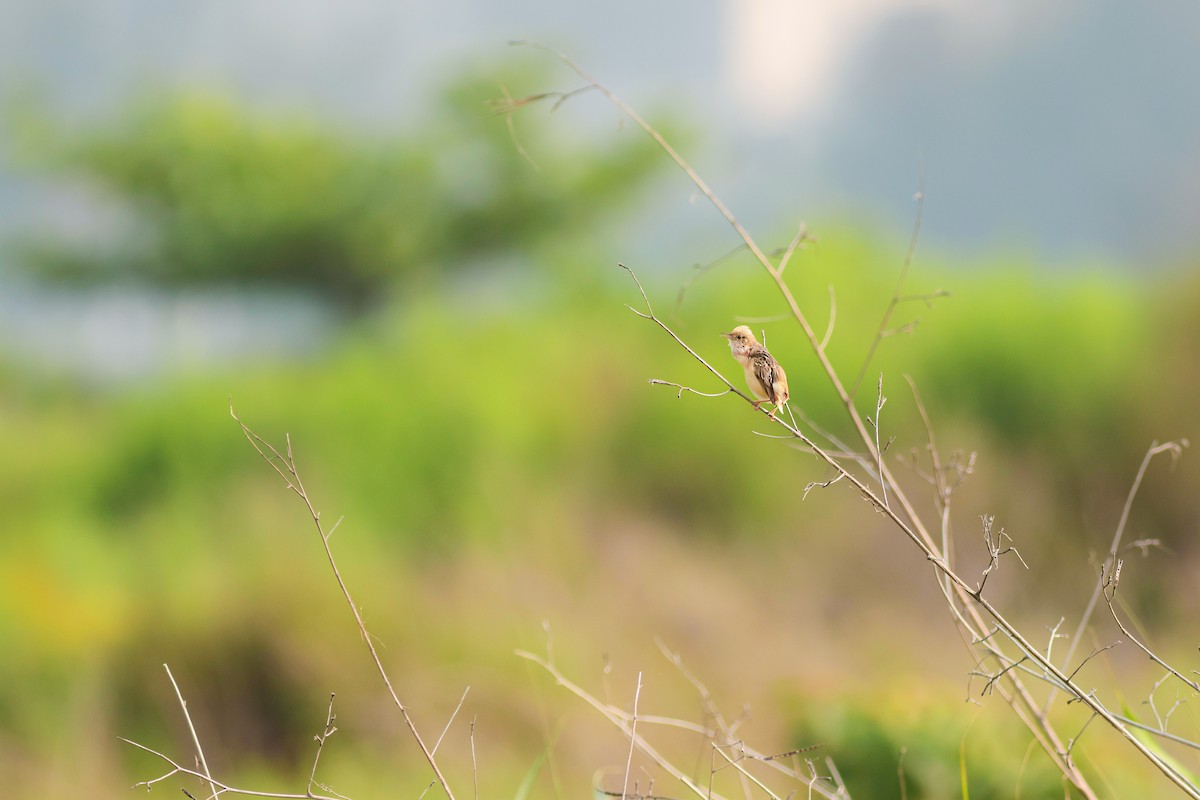 gyllengressanger - ML646756006