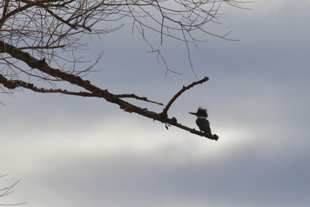 Belted Kingfisher - ML646756007