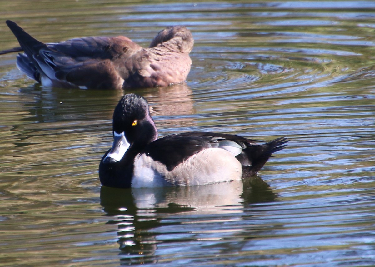 Ring-necked Duck - ML646756009