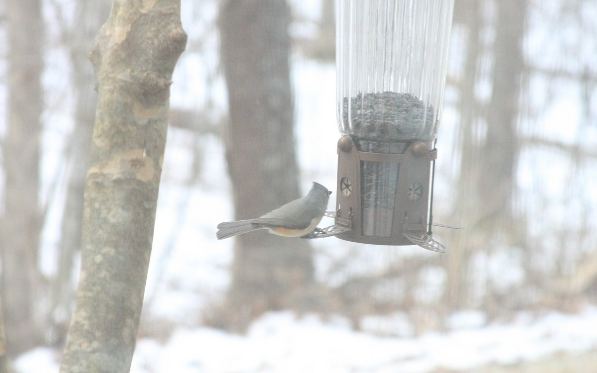 Tufted Titmouse - ML646756010