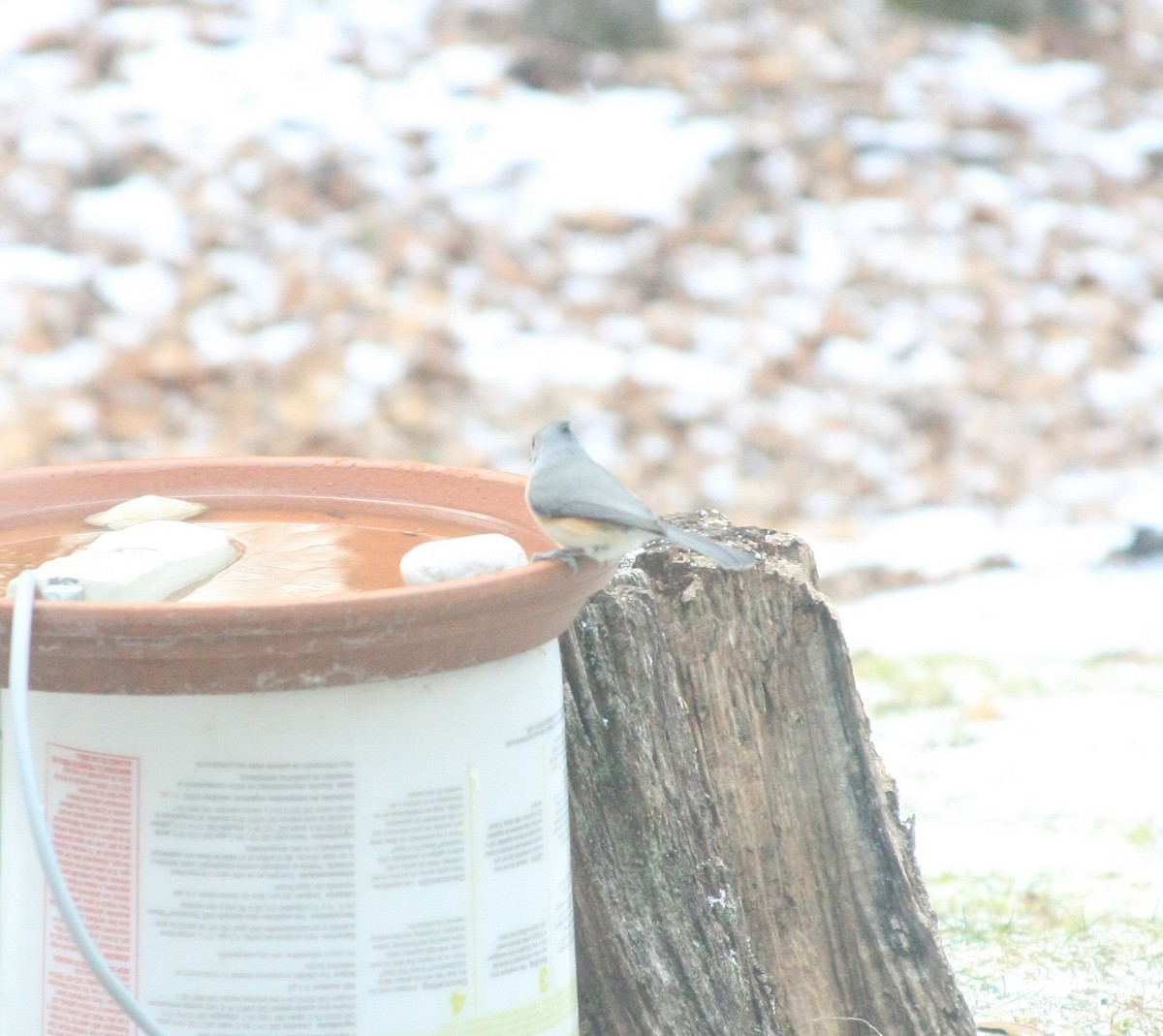 Tufted Titmouse - ML646756011