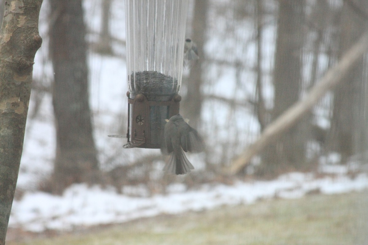 Tufted Titmouse - ML646756012