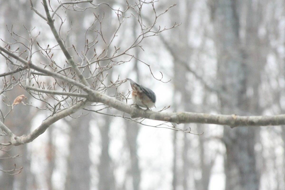 White-breasted Nuthatch (Eastern) - ML646756015