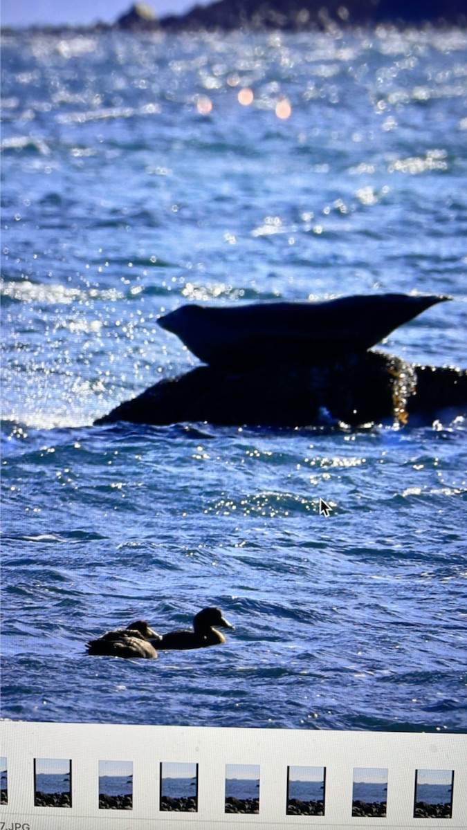 common seals - ML646756016