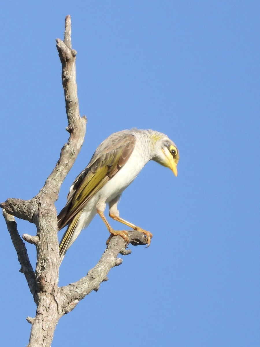 Yellow-throated Miner - ML646756017