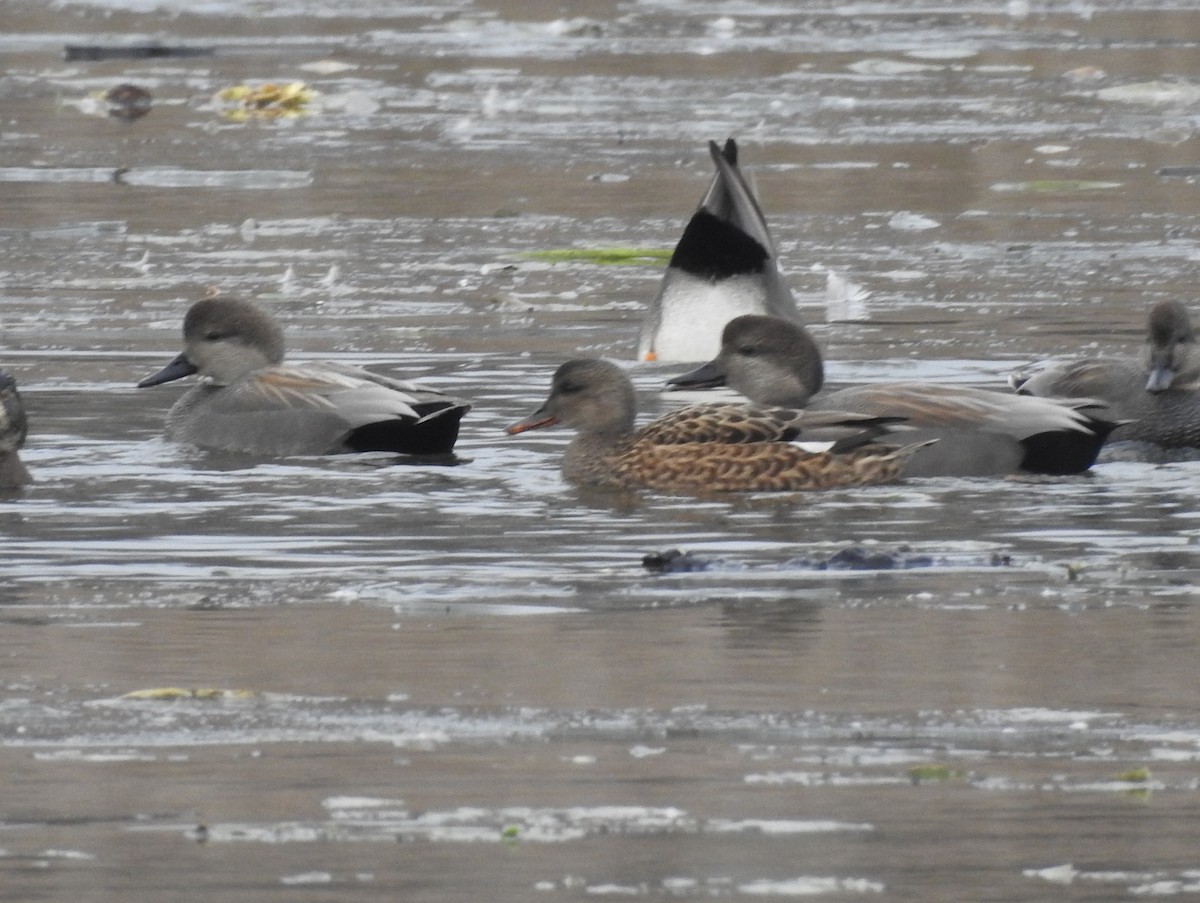 Boz Ördek - ML646756018