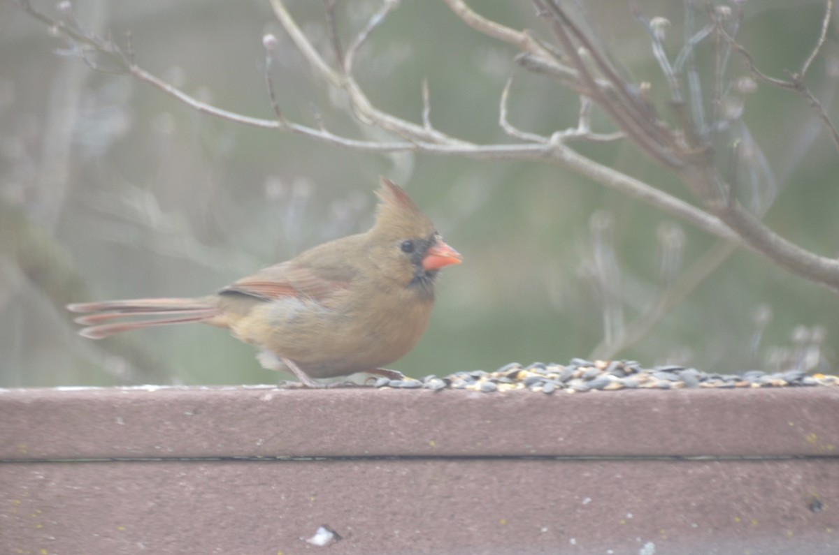 Northern Cardinal - ML646756019