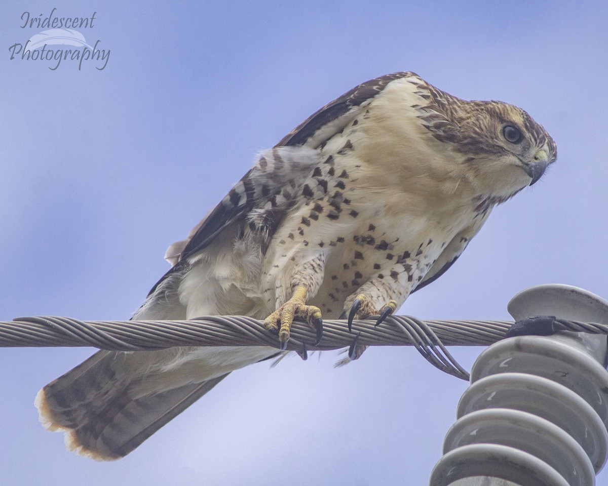 Red-tailed Hawk - ML646756021