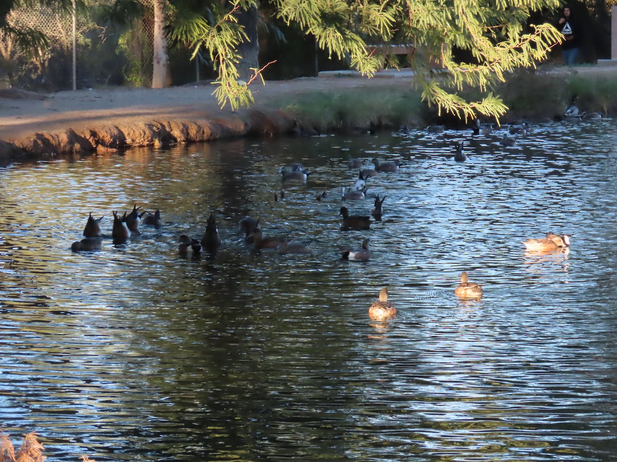 American Wigeon - ML646756022