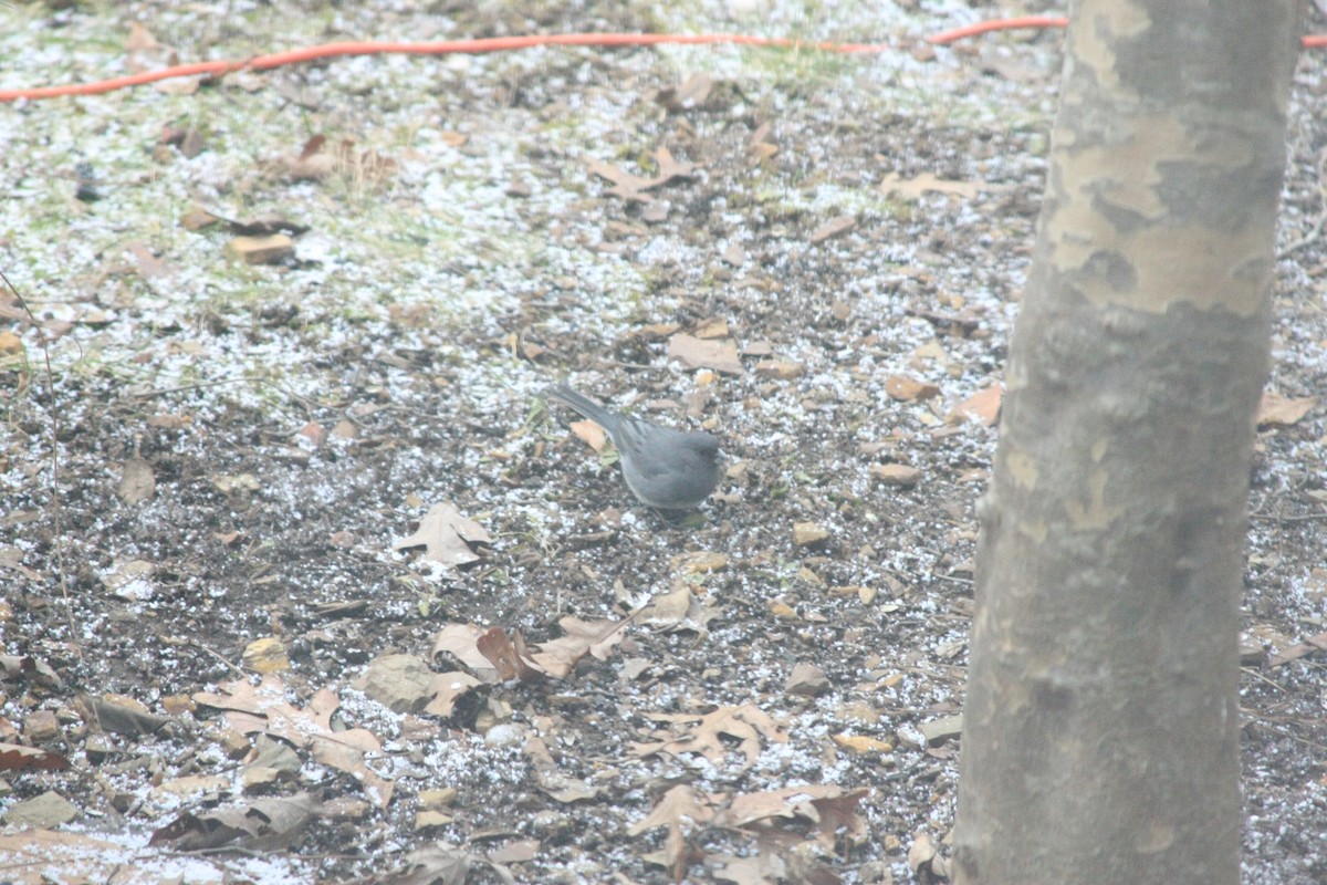 Dark-eyed Junco - ML646756023