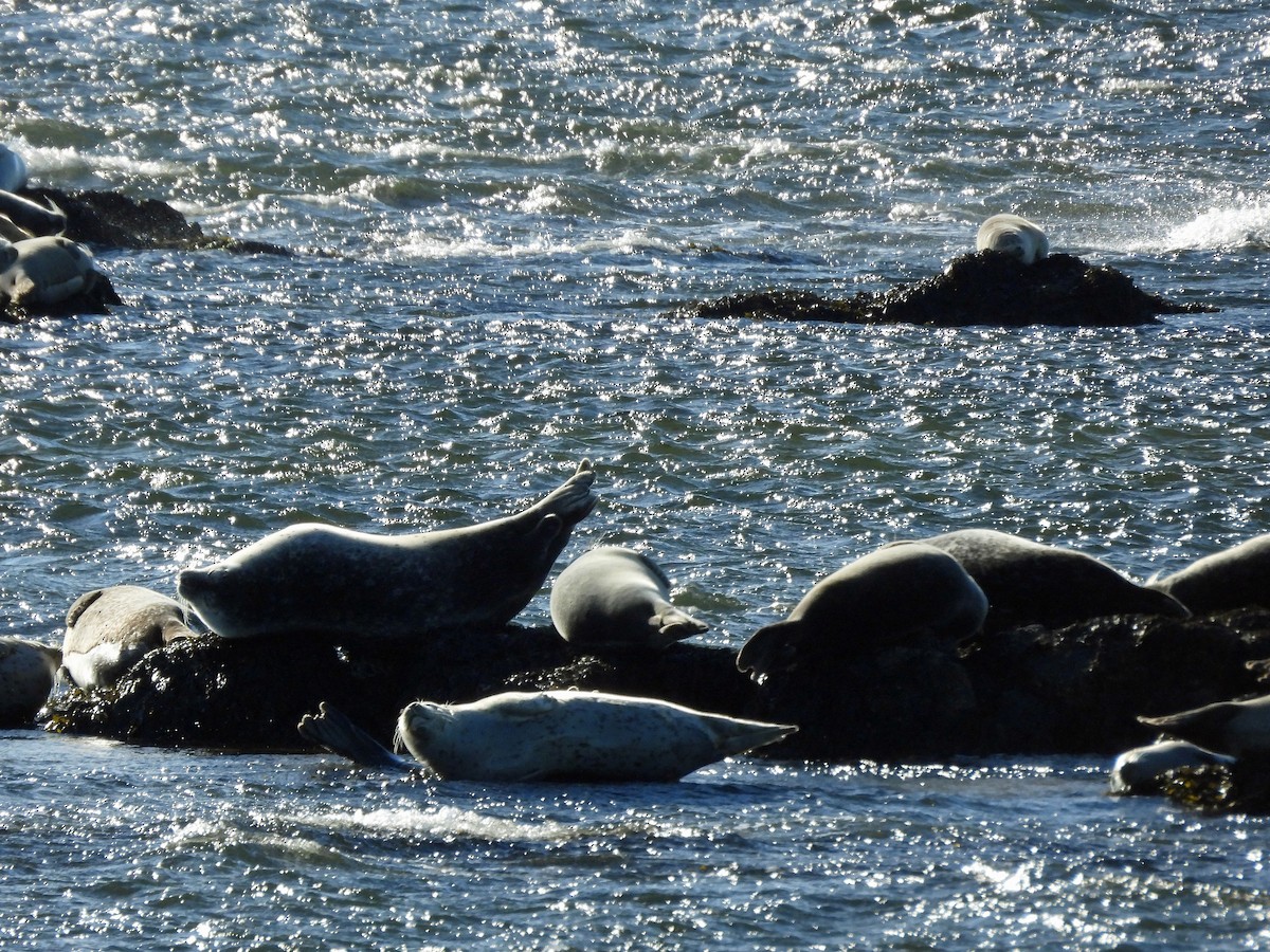 動物界 - ML646756024