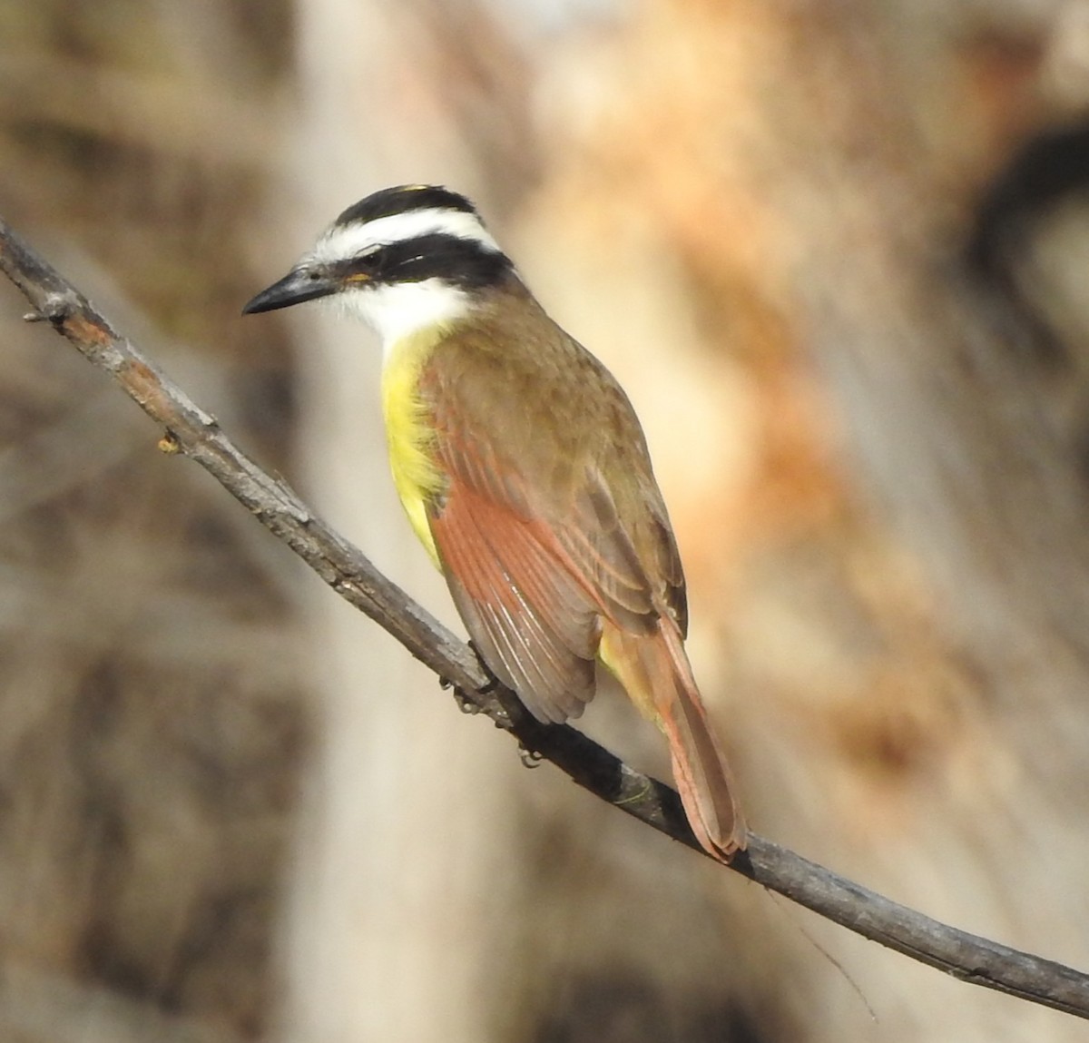 storkiskadi - ML646756025