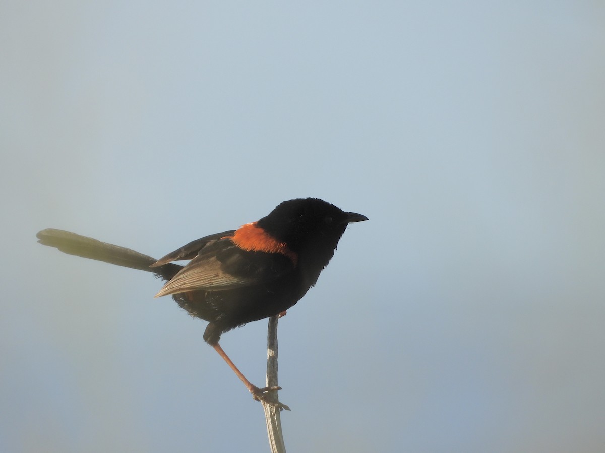 Red-backed Fairywren - ML646756027