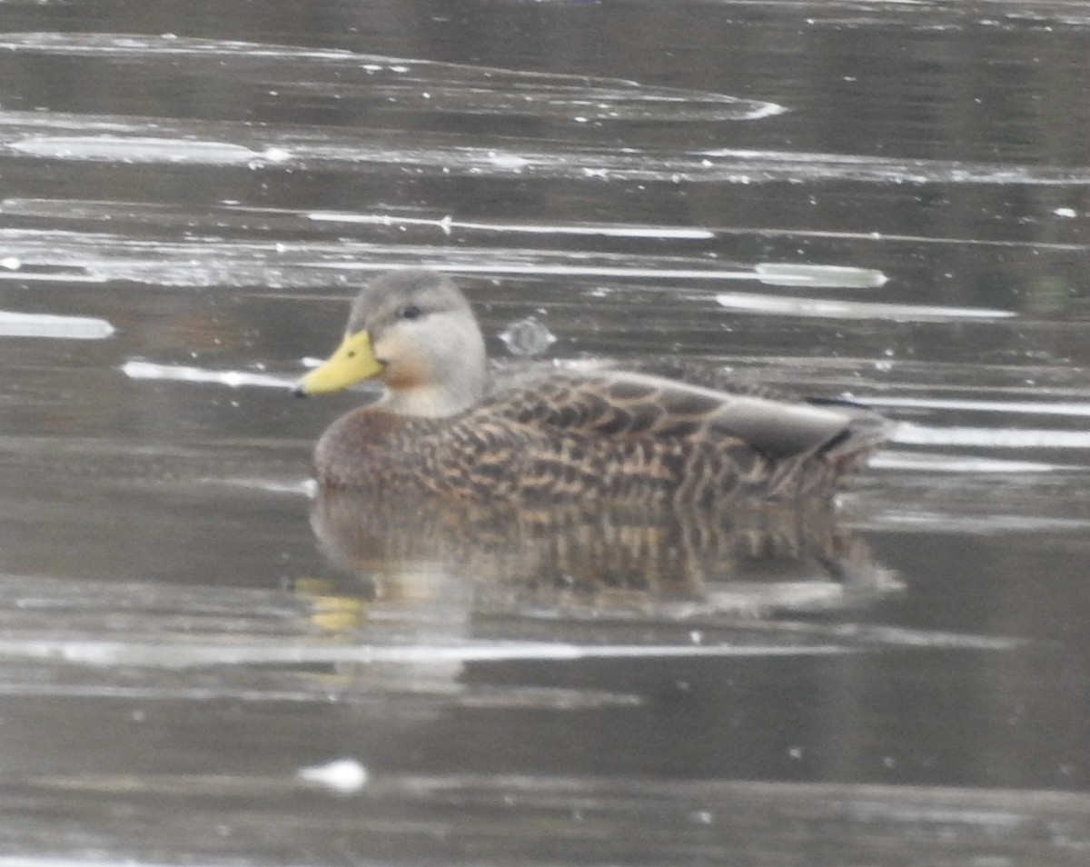 American Black Duck - ML646756029