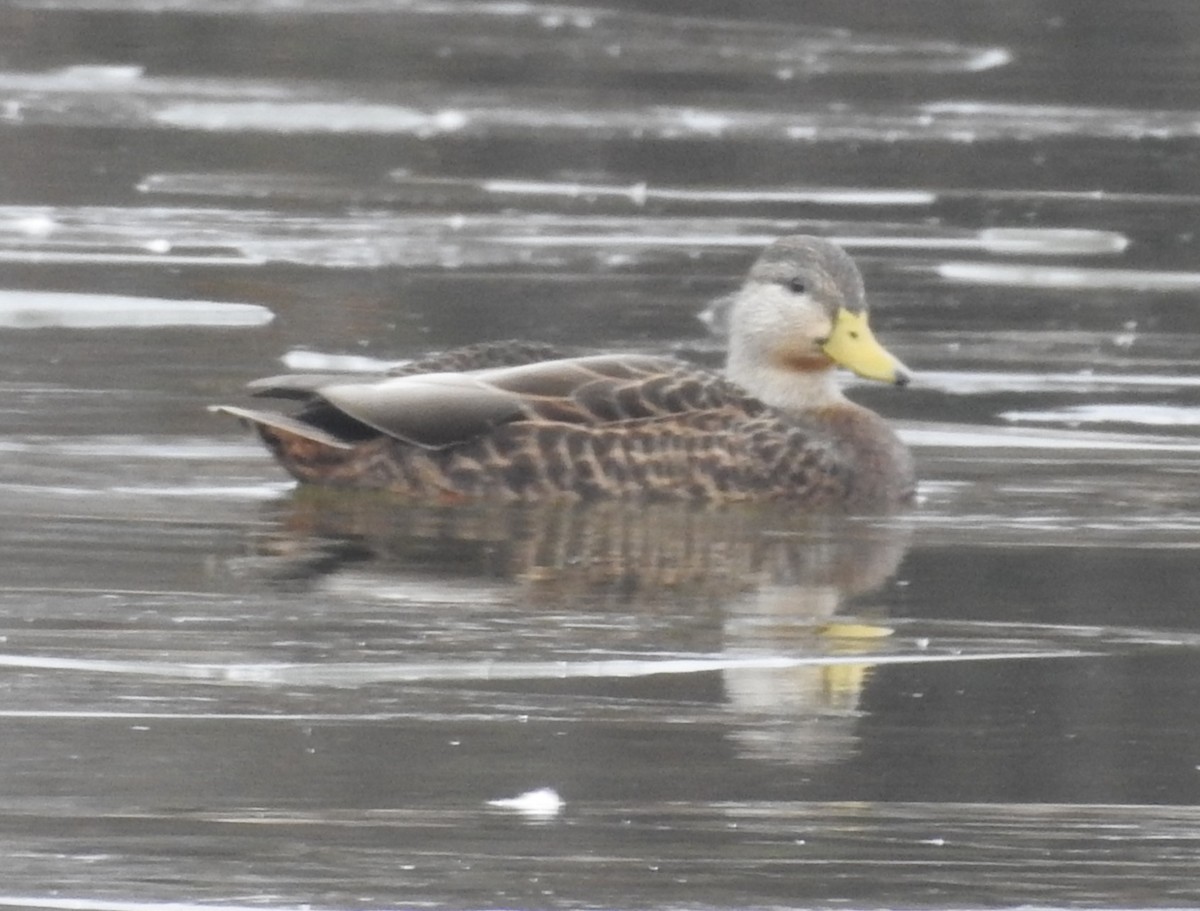 American Black Duck - ML646756030