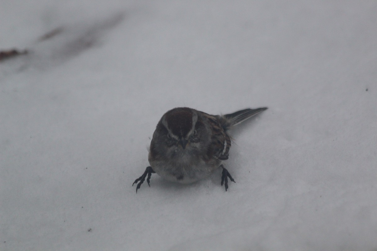 American Tree Sparrow - ML646756031
