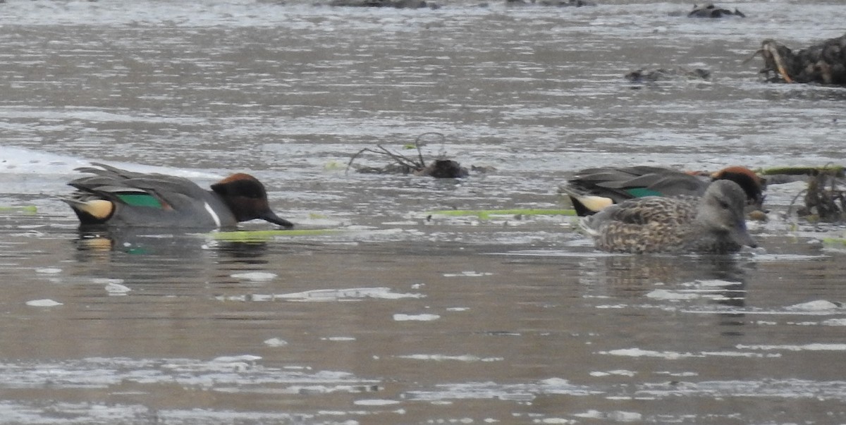 שרשיר - ML646756033