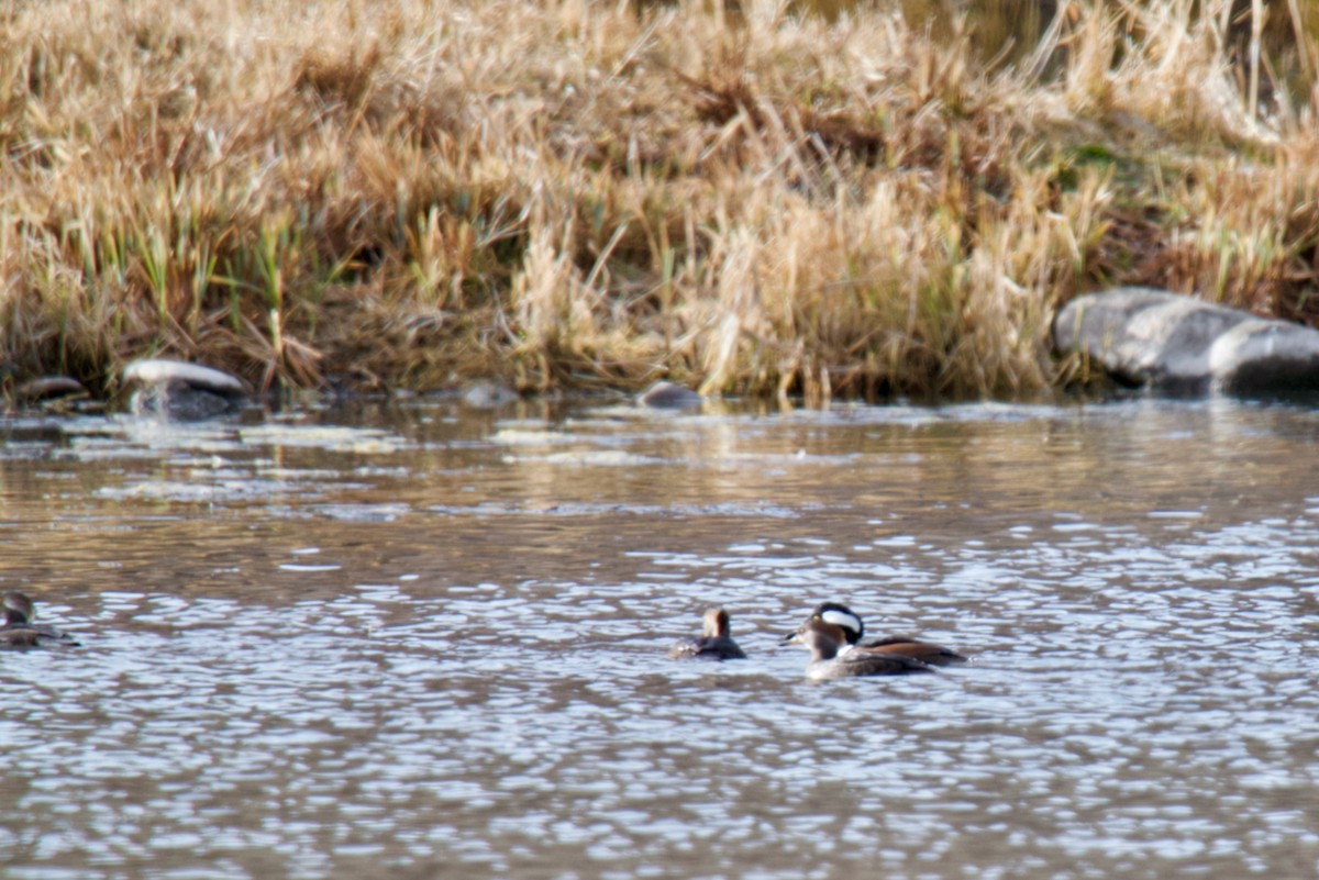 Hooded Merganser - ML646756043
