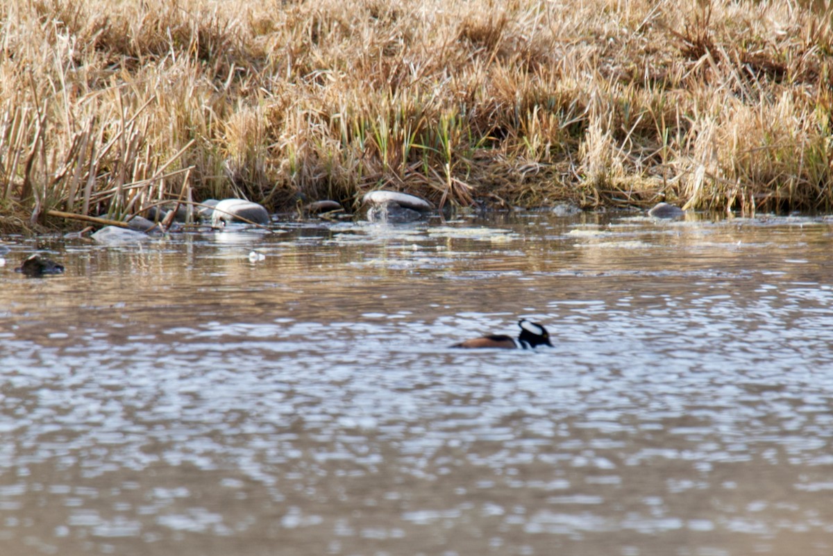Hooded Merganser - ML646756044