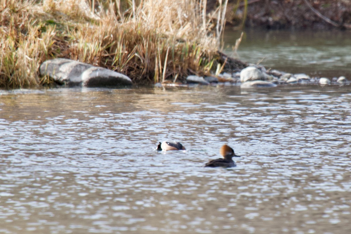 Hooded Merganser - ML646756045