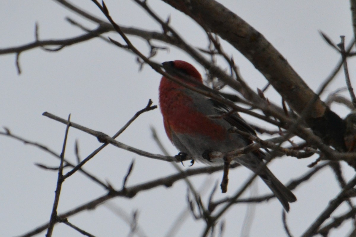 Pine Grosbeak - ML646756046