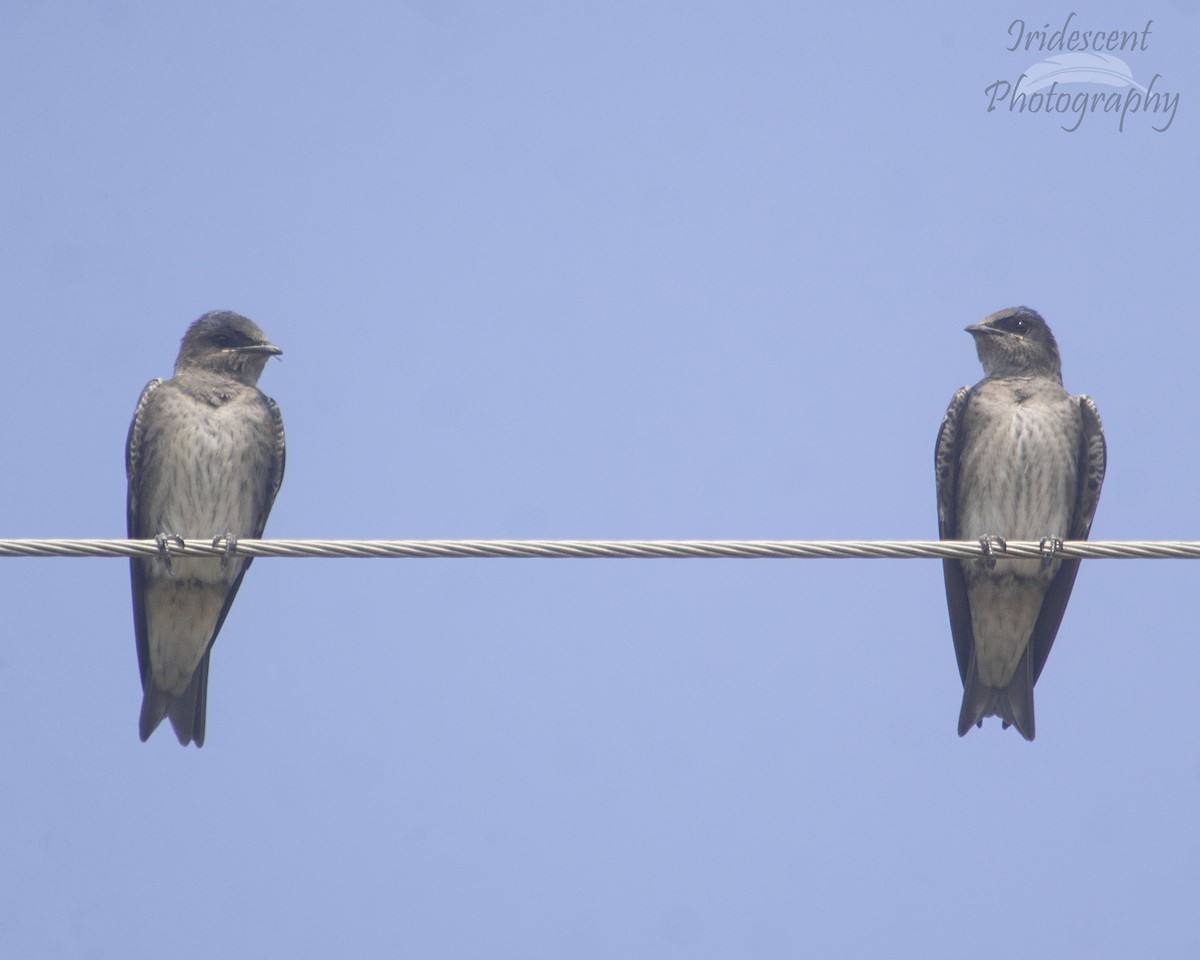 Большая ласточка - ML646756047