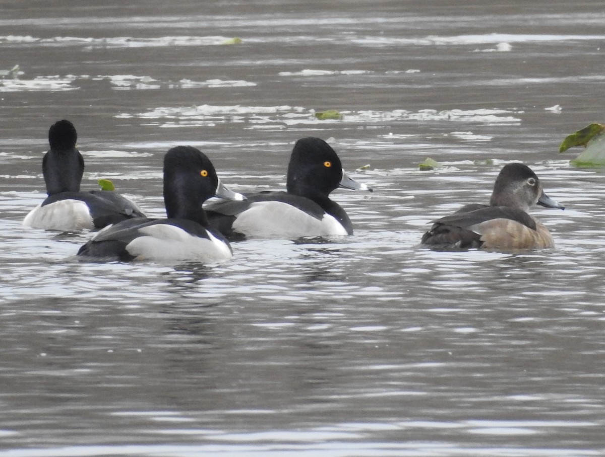 צולל צווארון - ML646756048