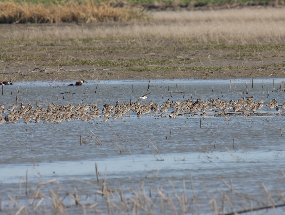 Uzun Gagalı Suçulluğu - ML646756052