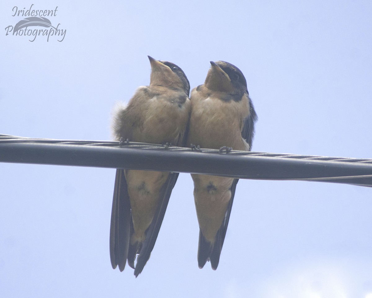 Ластівка сільська - ML646756053