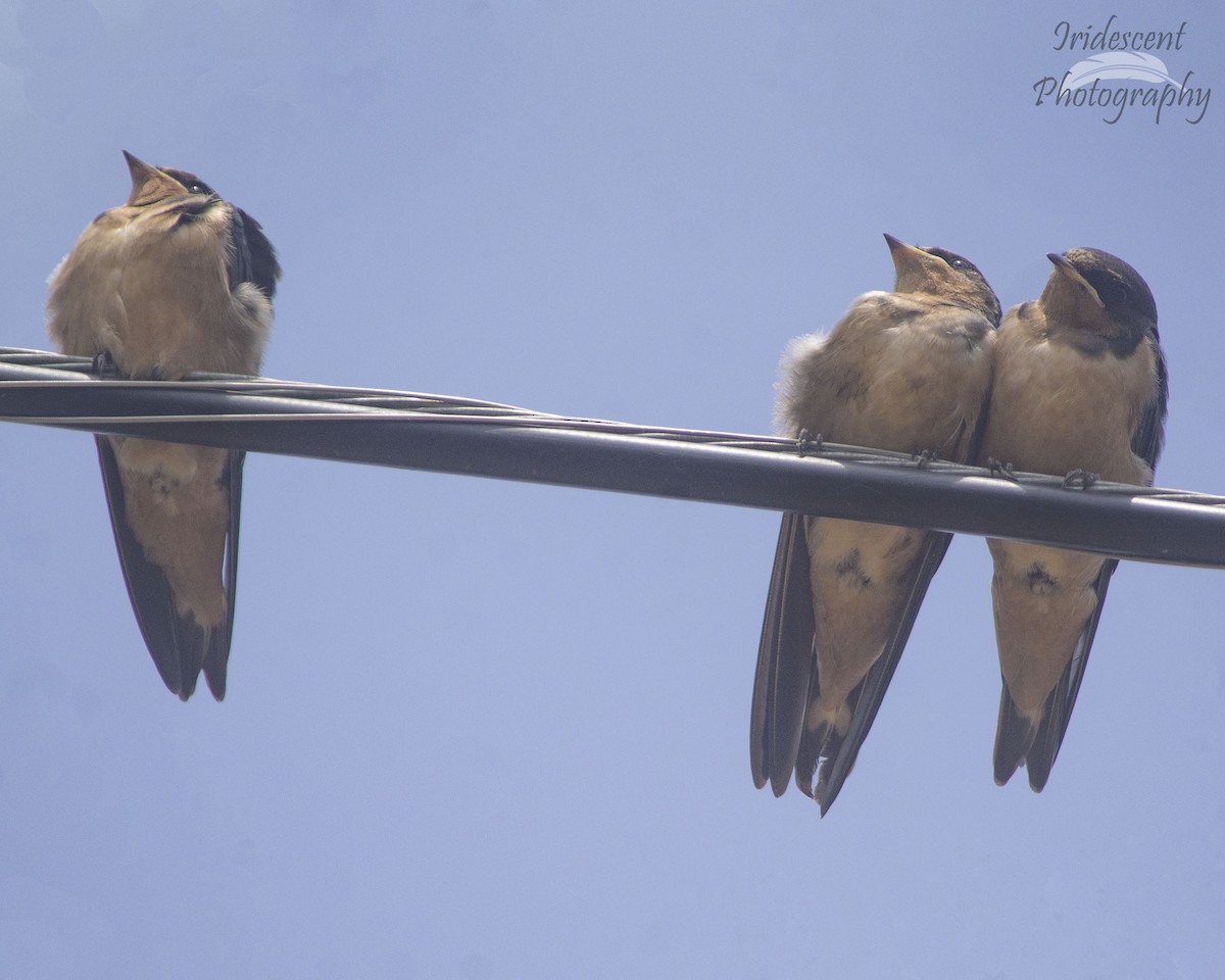 Ластівка сільська - ML646756054