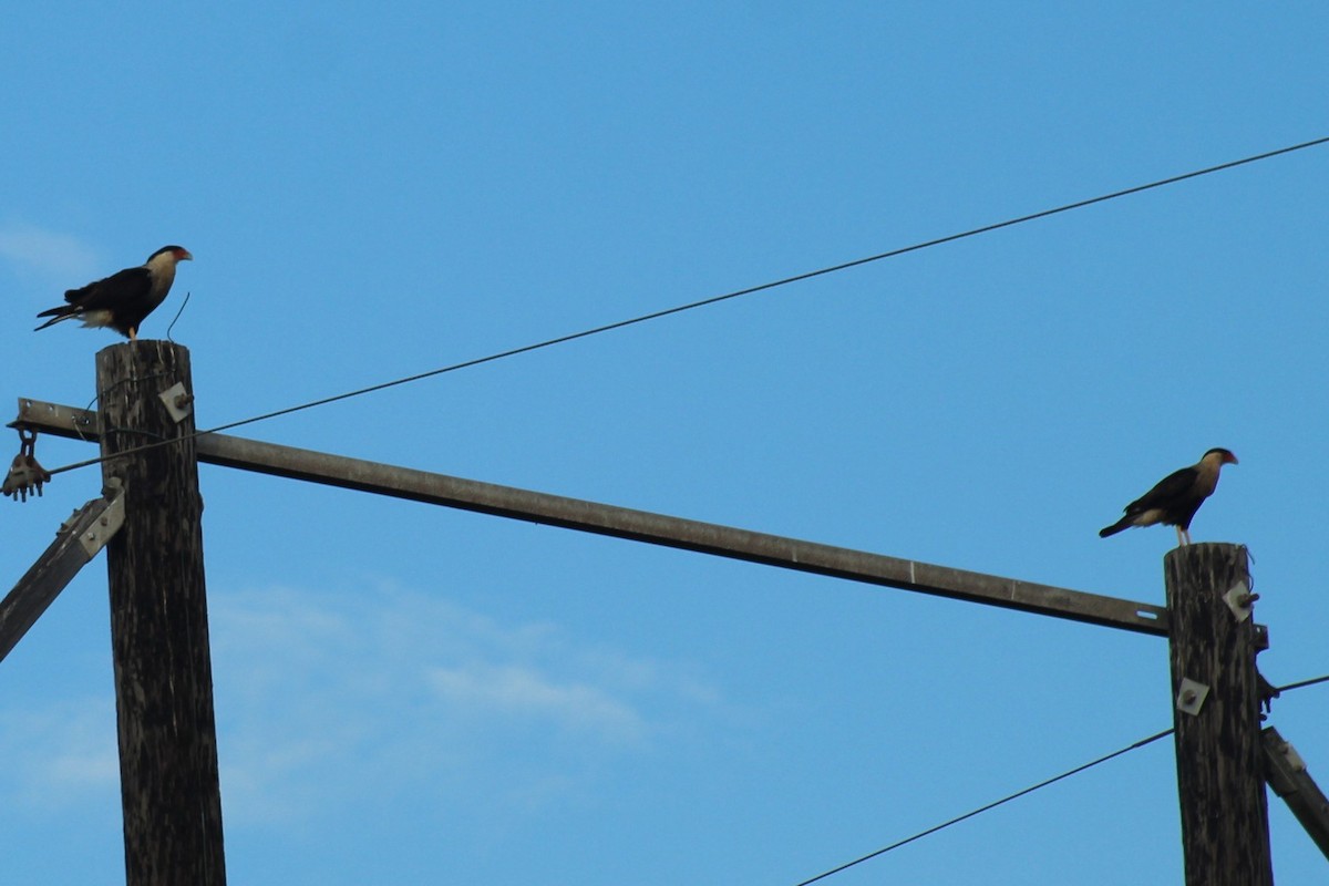 Crested Caracara - ML646756057
