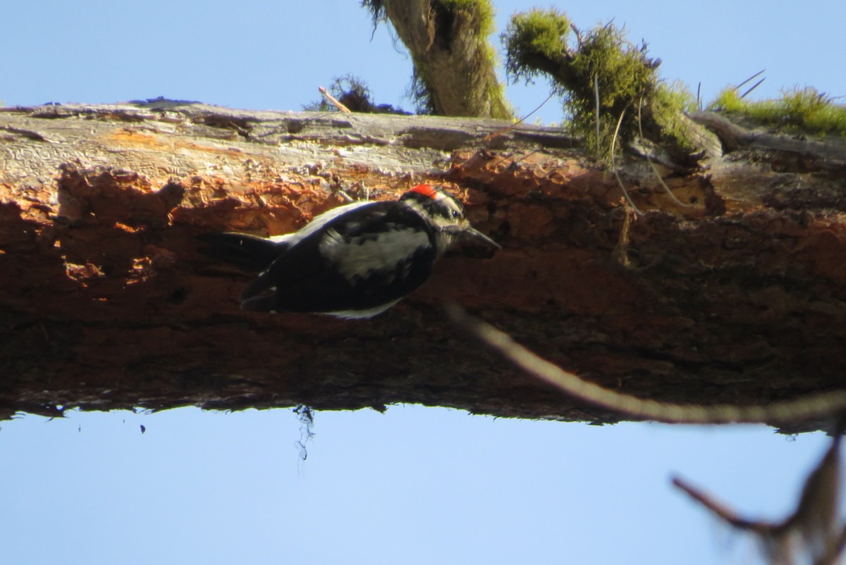 strakapoud americký - ML646756058