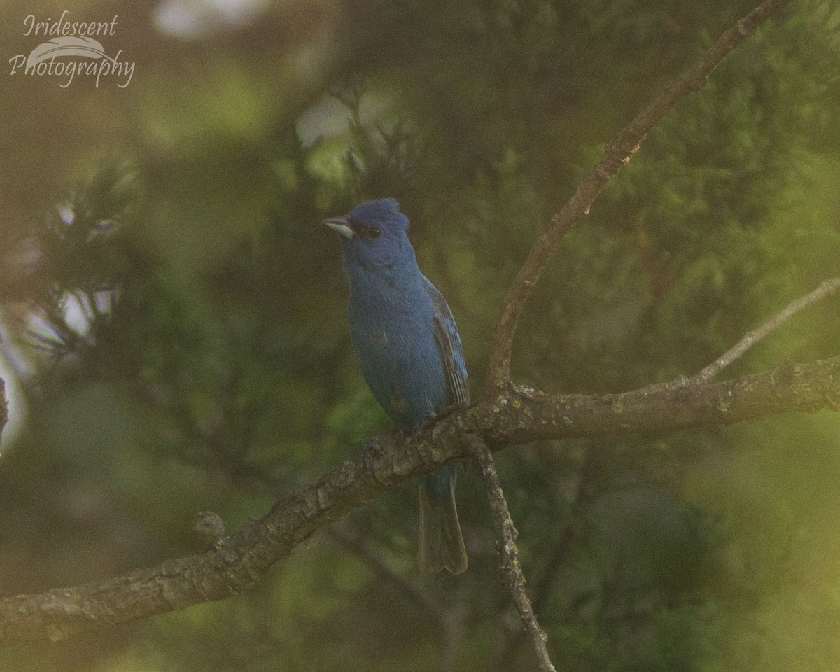 Indigo Bunting - ML646756060