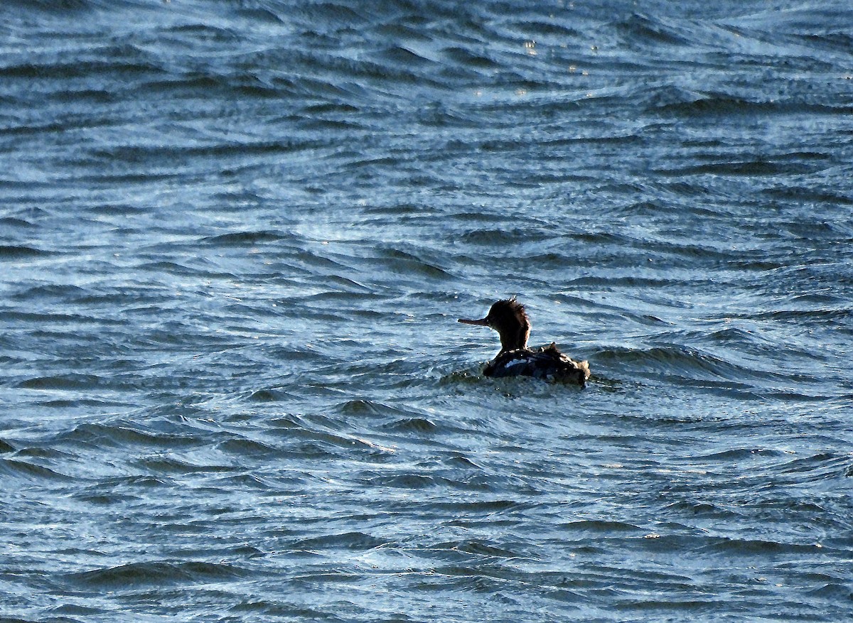 Serreta Mediana - ML646756062