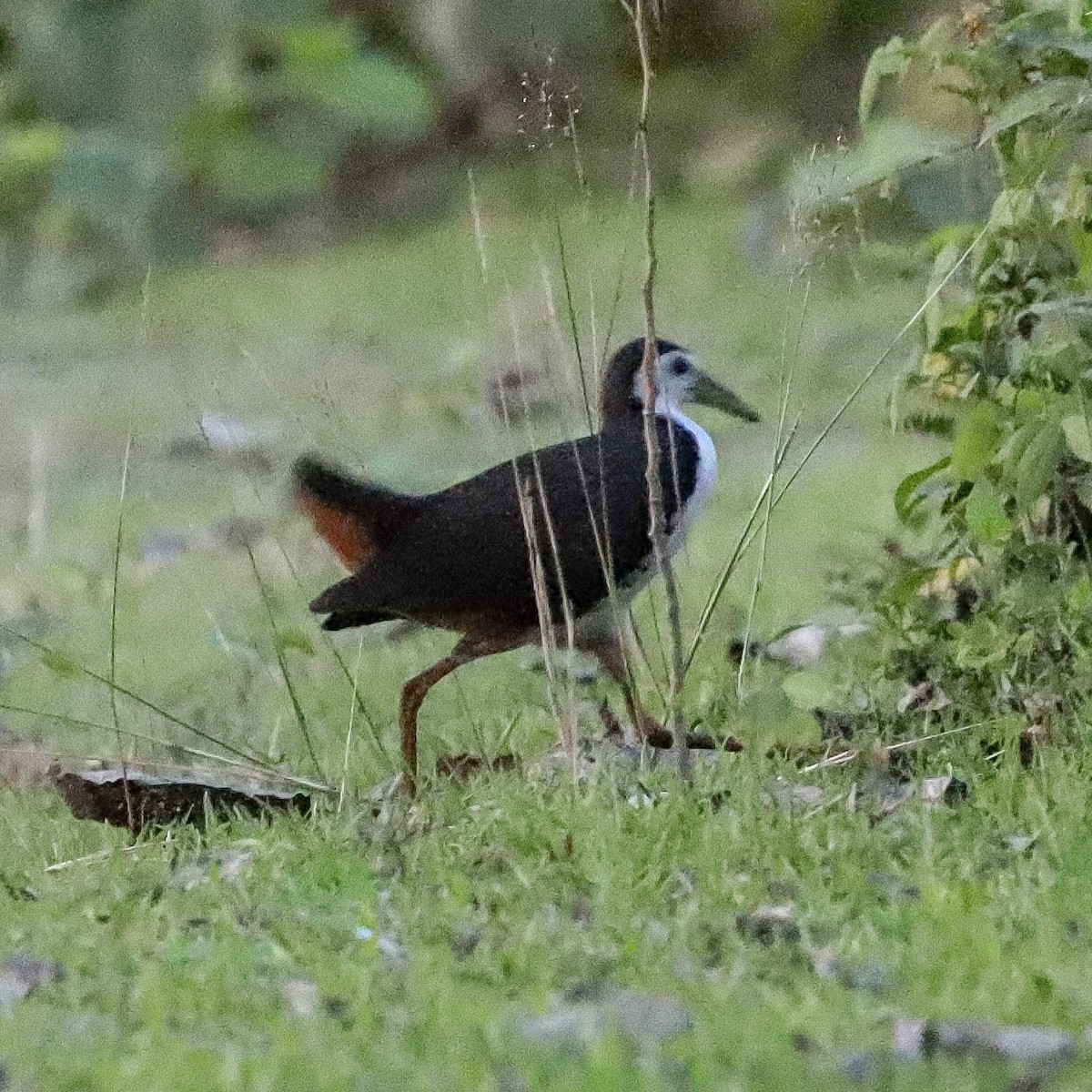 White-breasted Waterhen - ML646756063