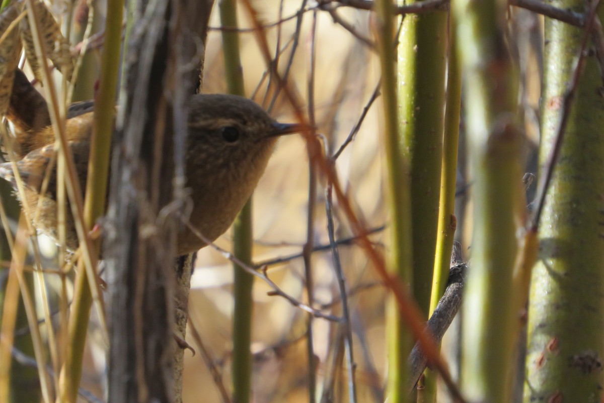 střízlík pacifický - ML646756064