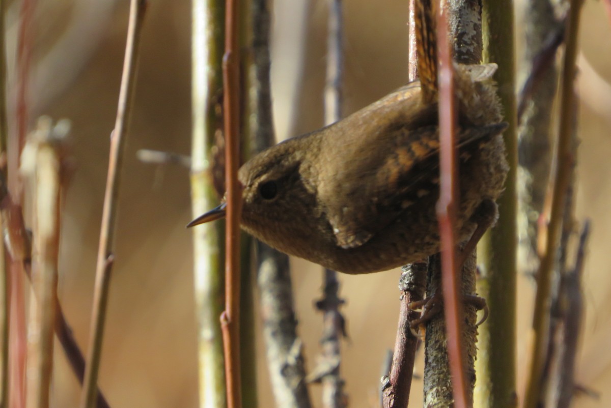 střízlík pacifický - ML646756065