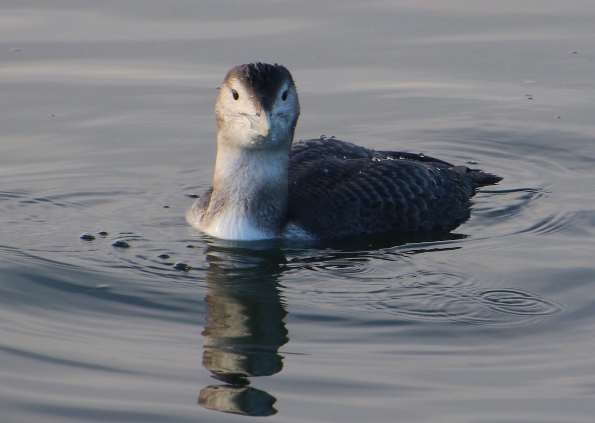 Yellow-billed Loon - ML646756066