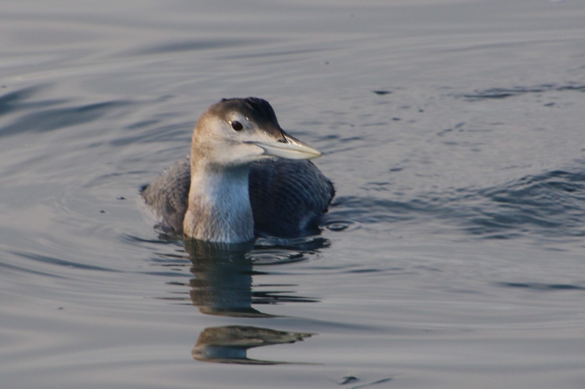 Yellow-billed Loon - ML646756067