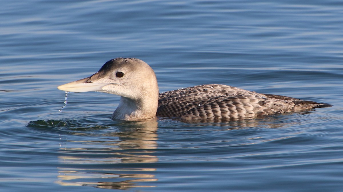 Yellow-billed Loon - ML646756068