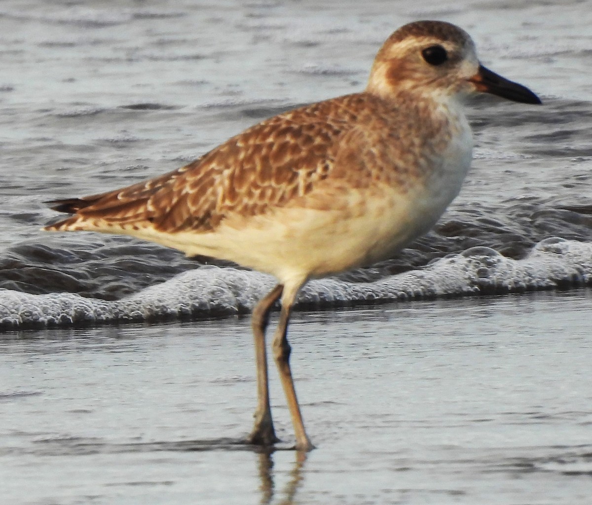 Black-bellied Plover - ML646756069