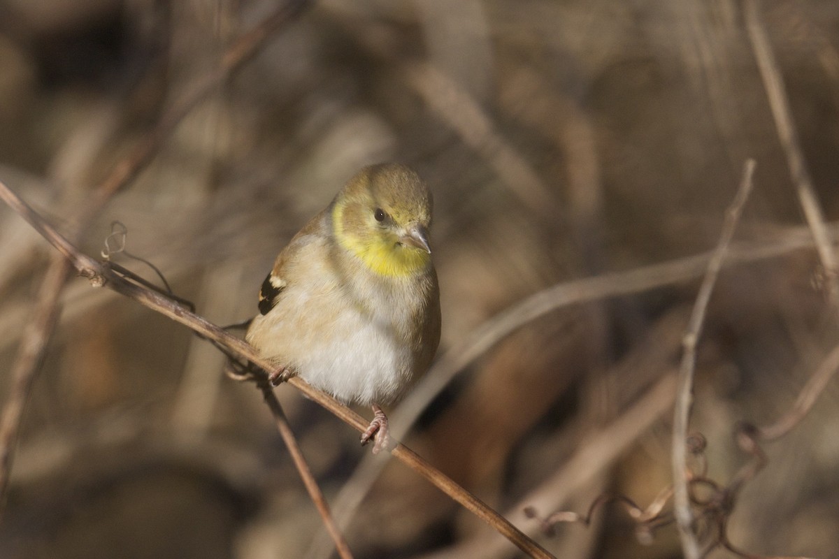 American Goldfinch - ML646756071