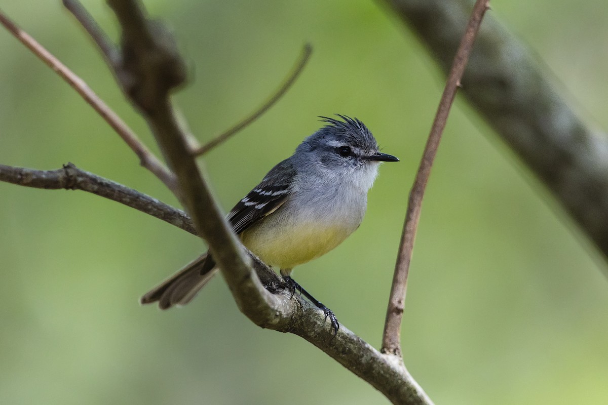 White-crested Tyrannulet (Sulphur-bellied) - ML646756074