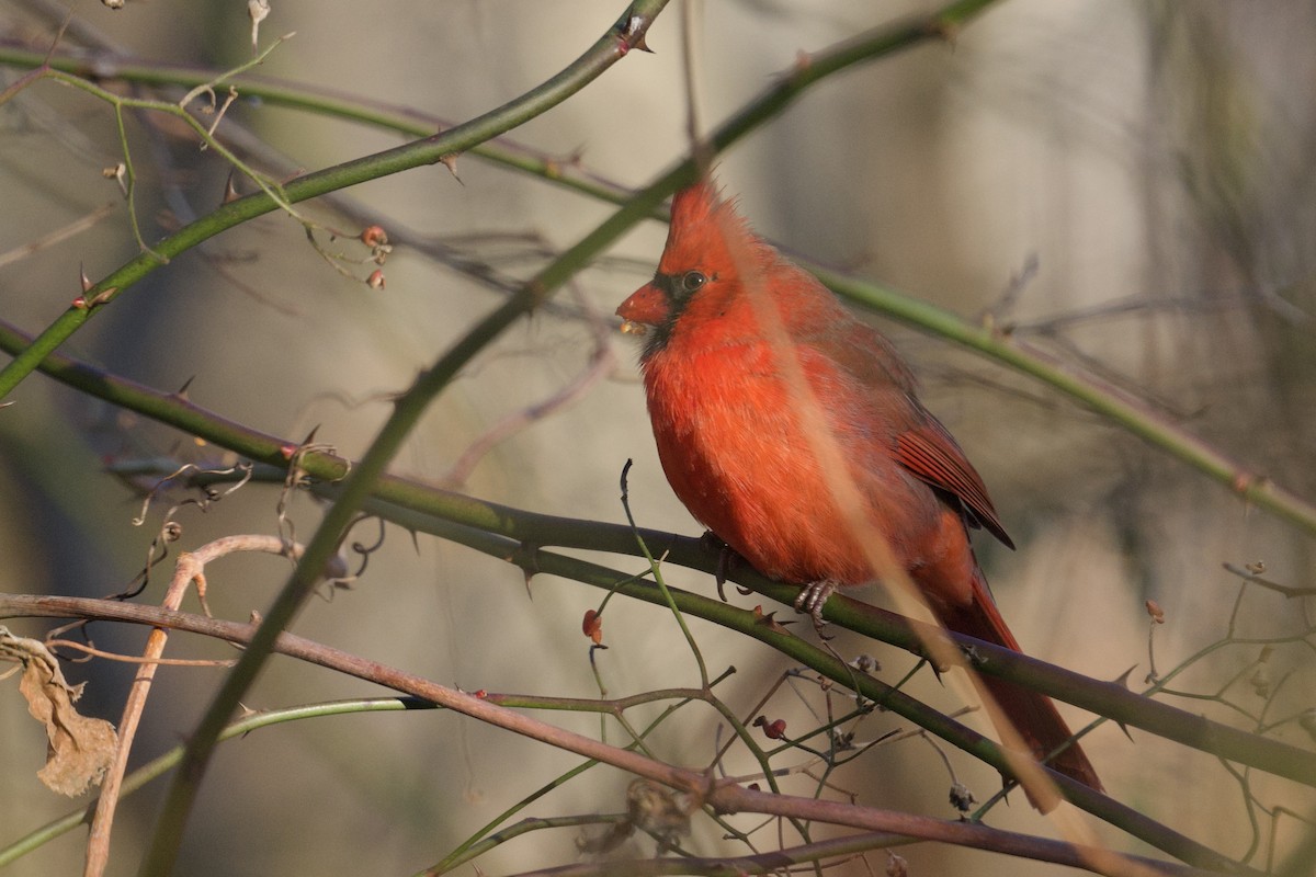 Northern Cardinal - ML646756075