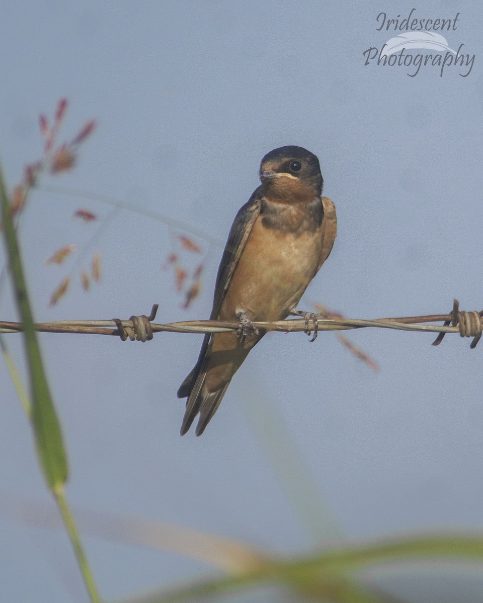 Ластівка сільська - ML646756076