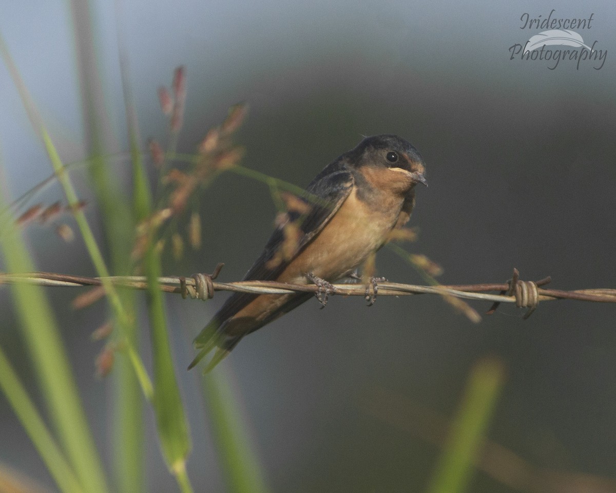 Ластівка сільська - ML646756077