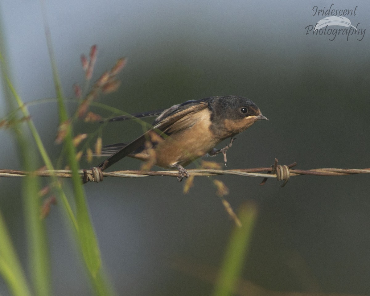 Ластівка сільська - ML646756078