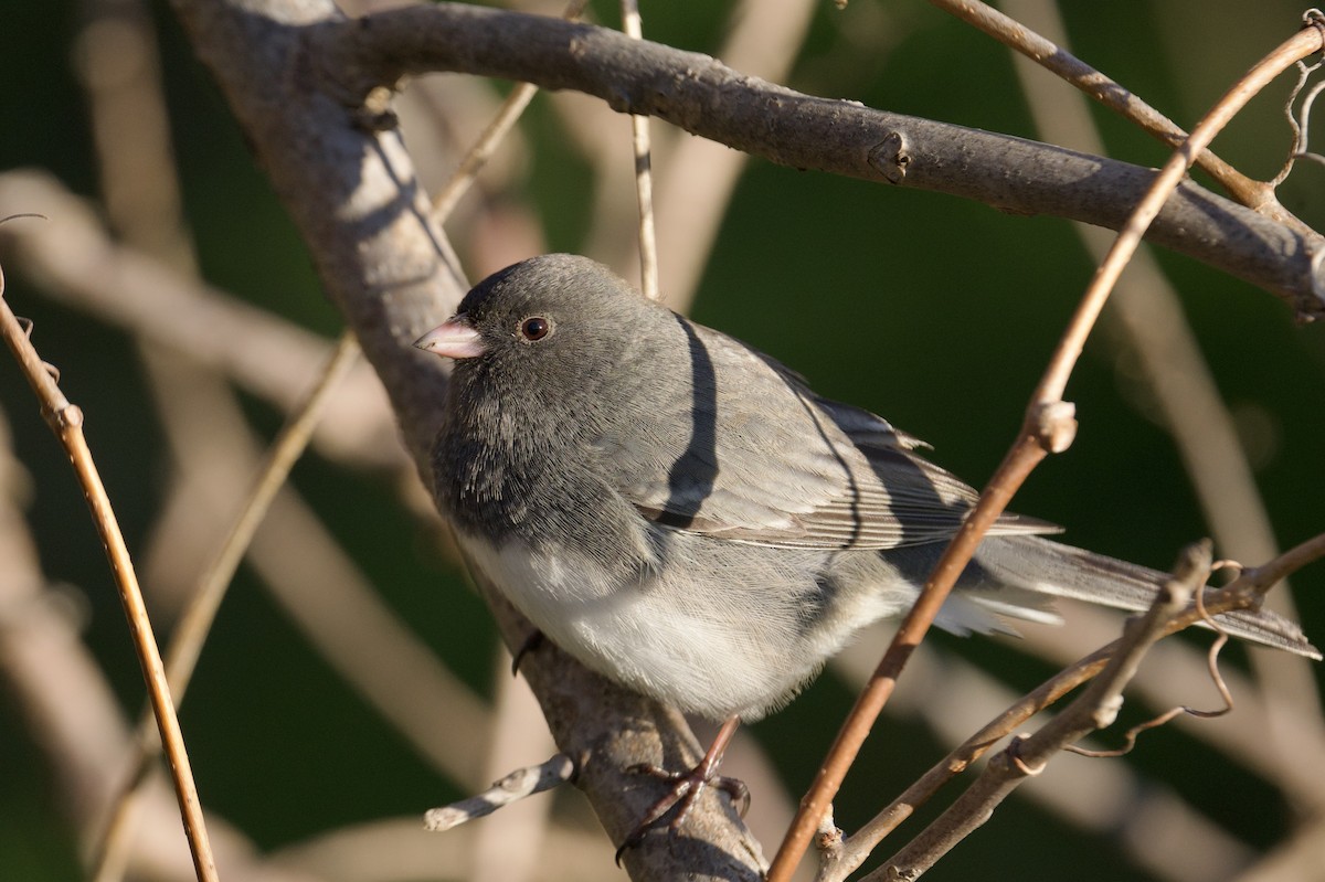 Dark-eyed Junco - ML646756080