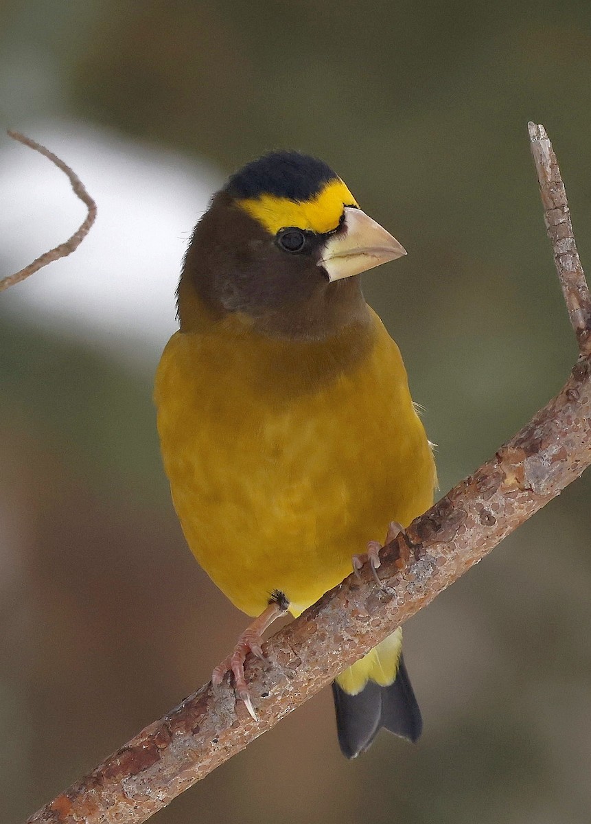 Evening Grosbeak - ML646756086